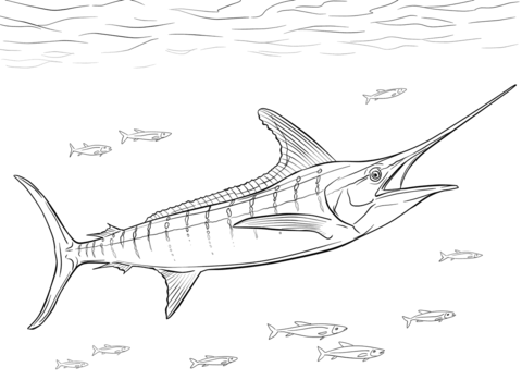 Realistic Atlantic Blue Marlin Coloring Page